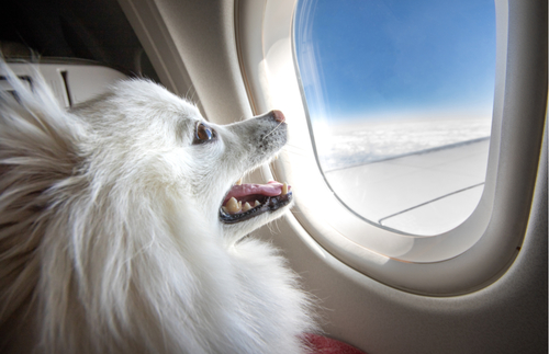 It's Official: Emotional Support Animals Can No Longer Fly Free | Frommer's